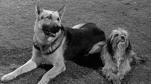 Petticoat Junction Season 2 Episode 25 - A Tale of Two Dogs