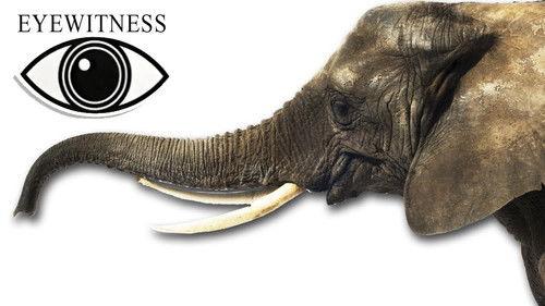 Eyewitness Season 1 Episode 6 - Elephant