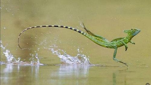 How Do Animals Do That? Season 1 Episode 1 - Levitating Lizards and Immortal Jellyfish