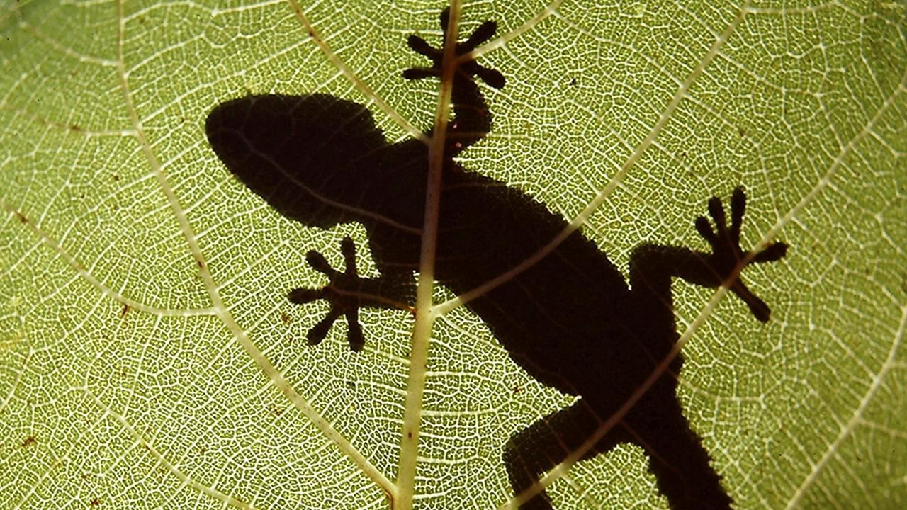 The Secret World of Nature: Spain backdrop