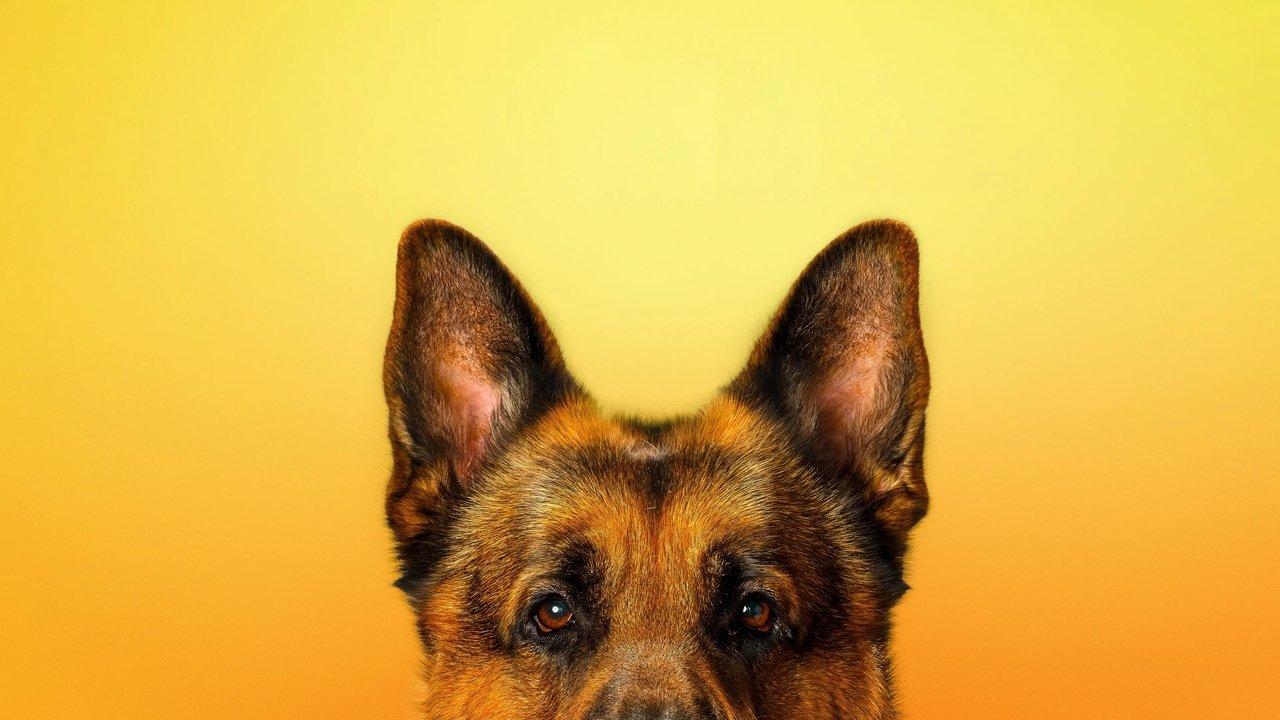 Hudson & Rex backdrop