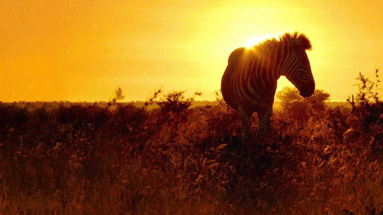 Africa's Wild Havens backdrop