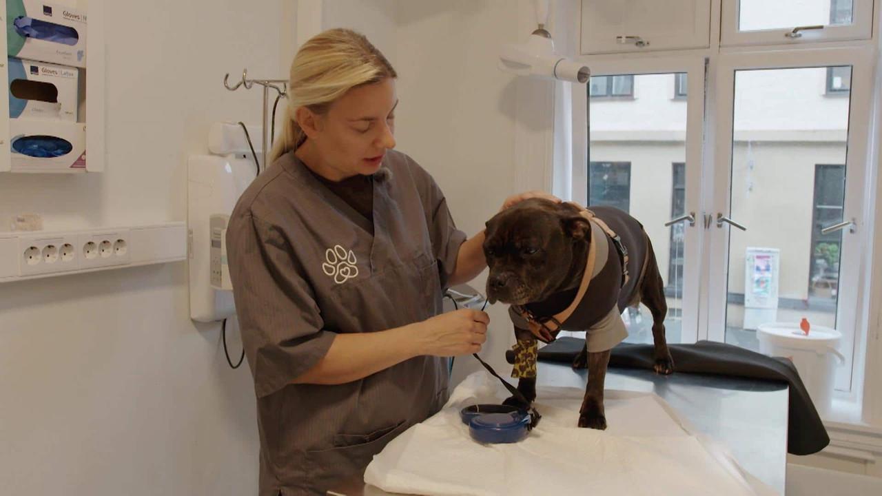 Dyreklinikken backdrop