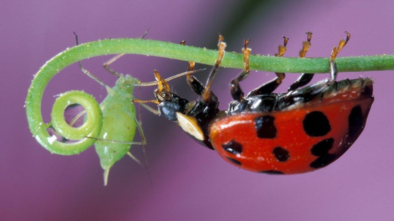 Insect Worlds backdrop