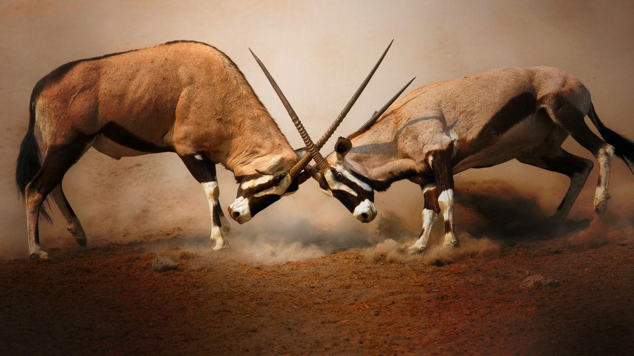 Animal Fight Night backdrop