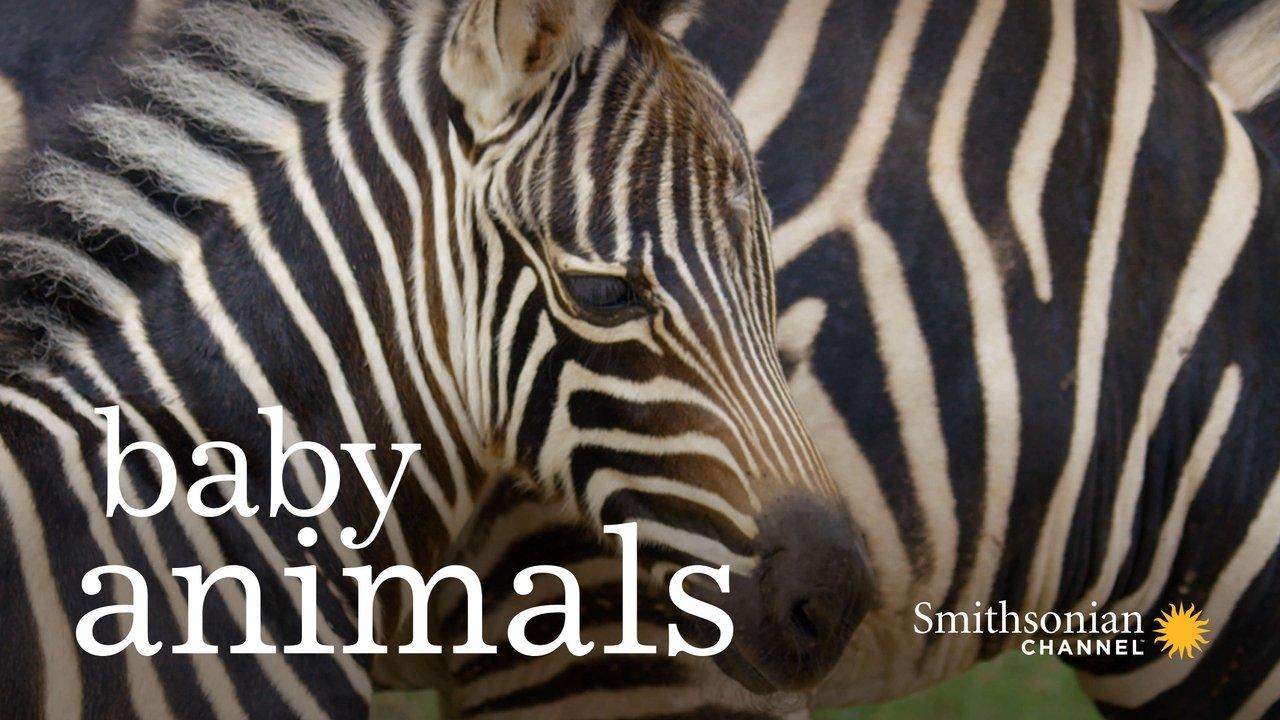 Baby Animals backdrop