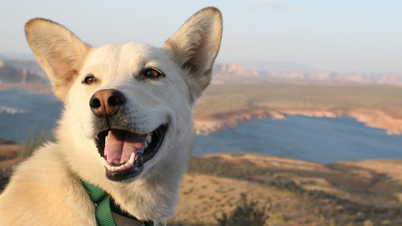 DogTown backdrop