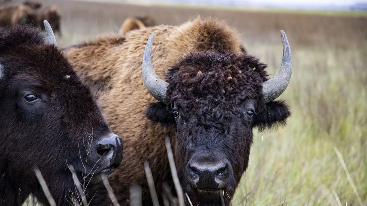 The American Buffalo backdrop