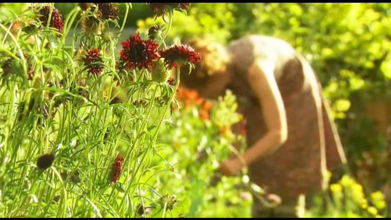 The Edible Garden backdrop
