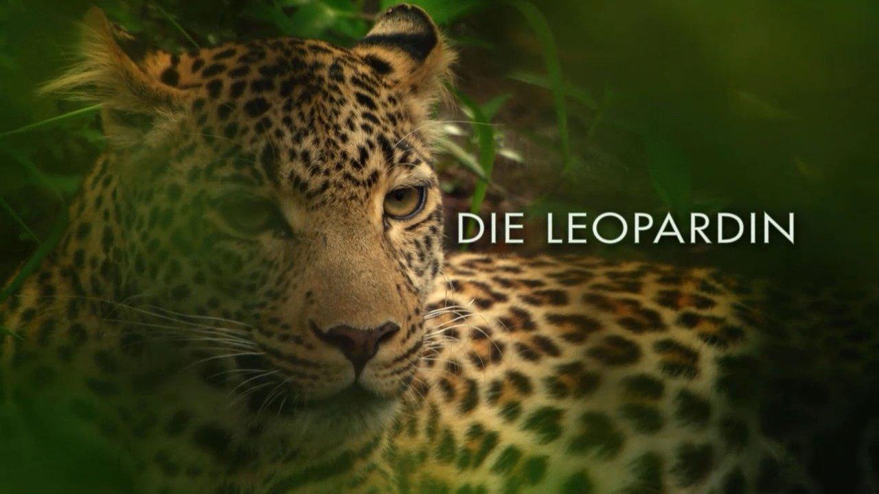 The Leopardess backdrop