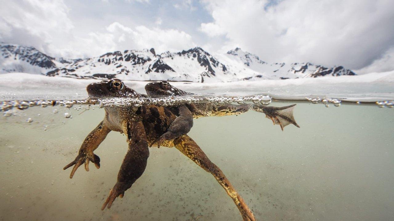 The Sanctuary：Survival Stories of the Alps backdrop
