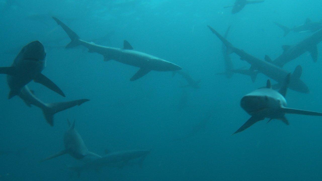 Britain's Whales and Sharks backdrop