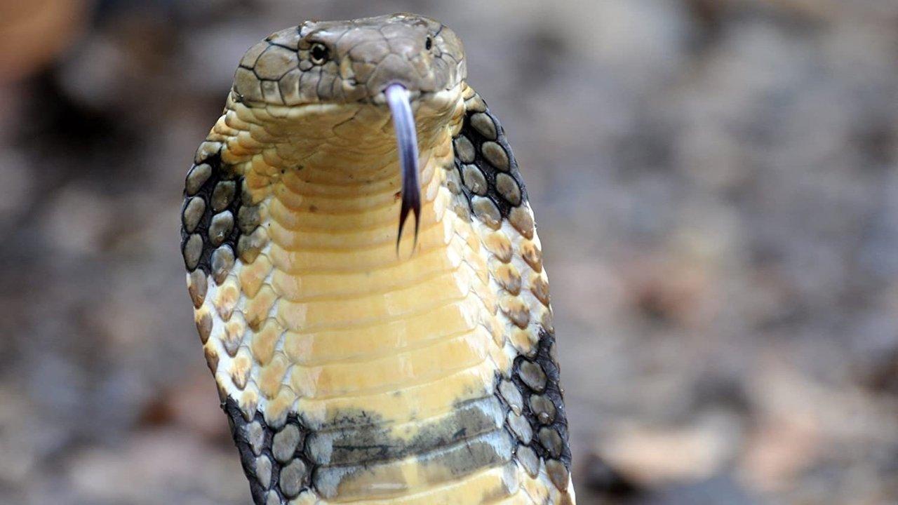 India's Wild Beauty backdrop