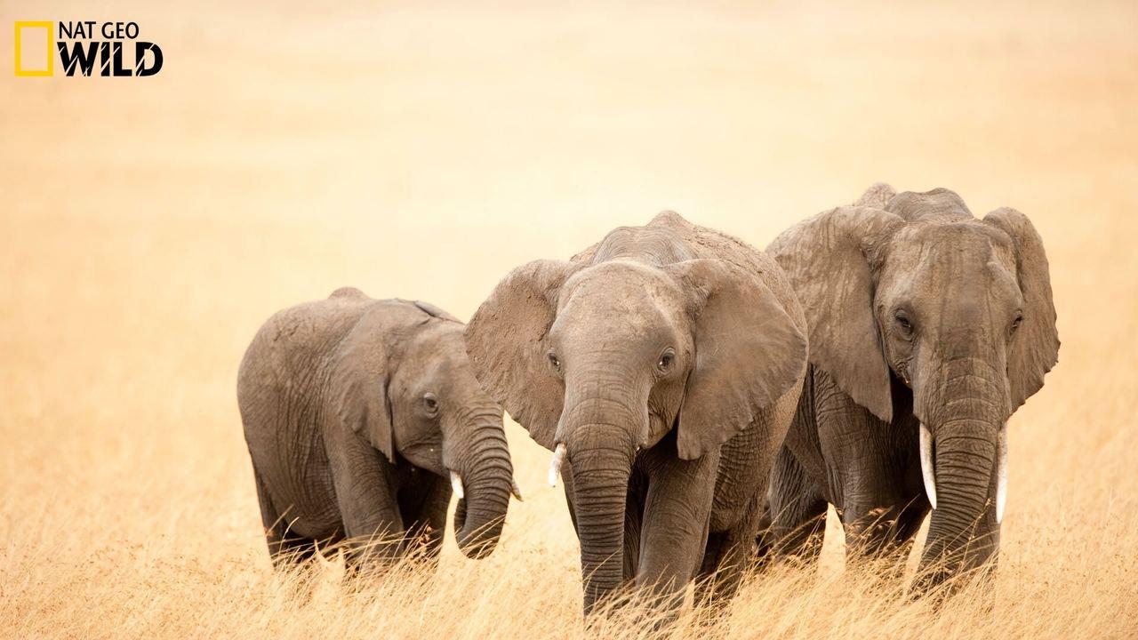 Africa backdrop