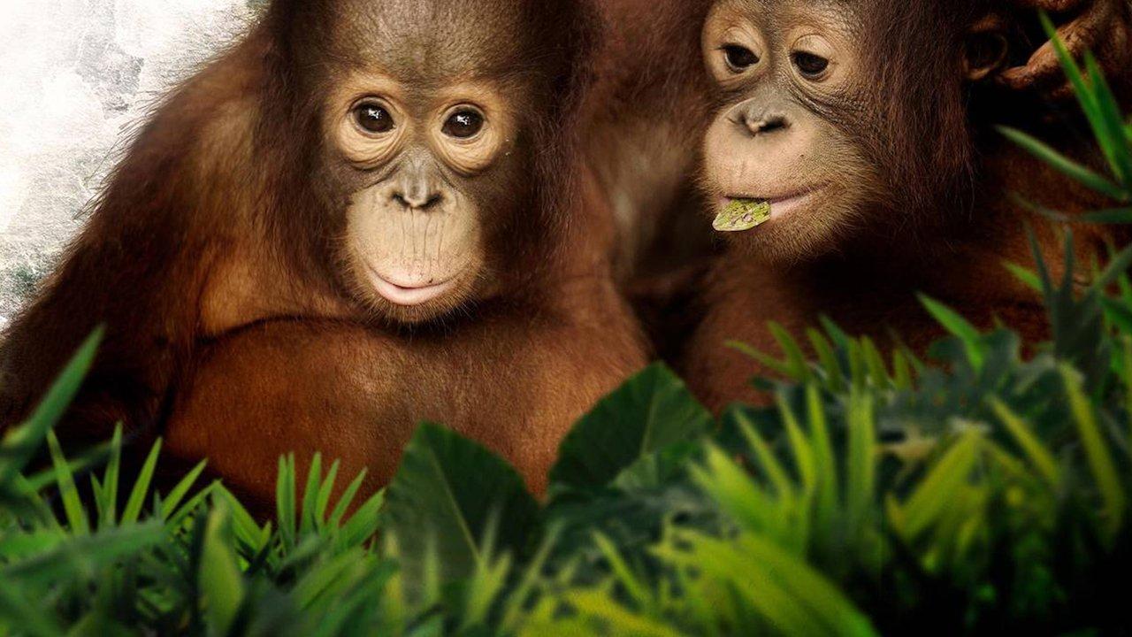 Orangutan Jungle School backdrop