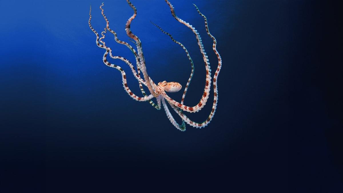 Secrets of the Octopus backdrop