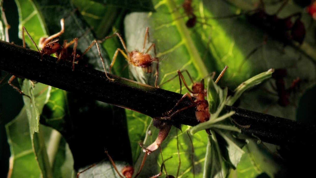 Micro Monsters with David Attenborough backdrop