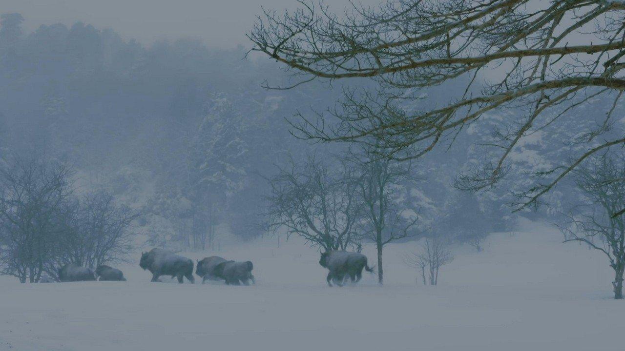 Jungle Planet backdrop