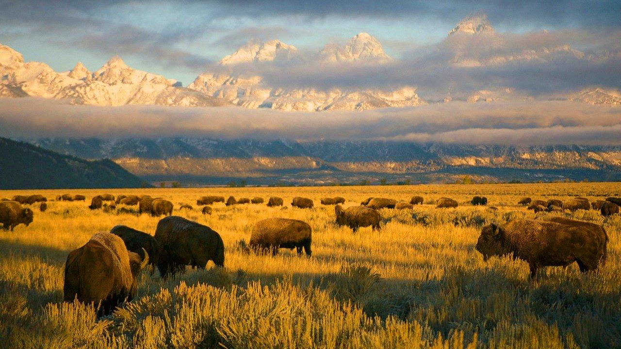 America's National Parks backdrop