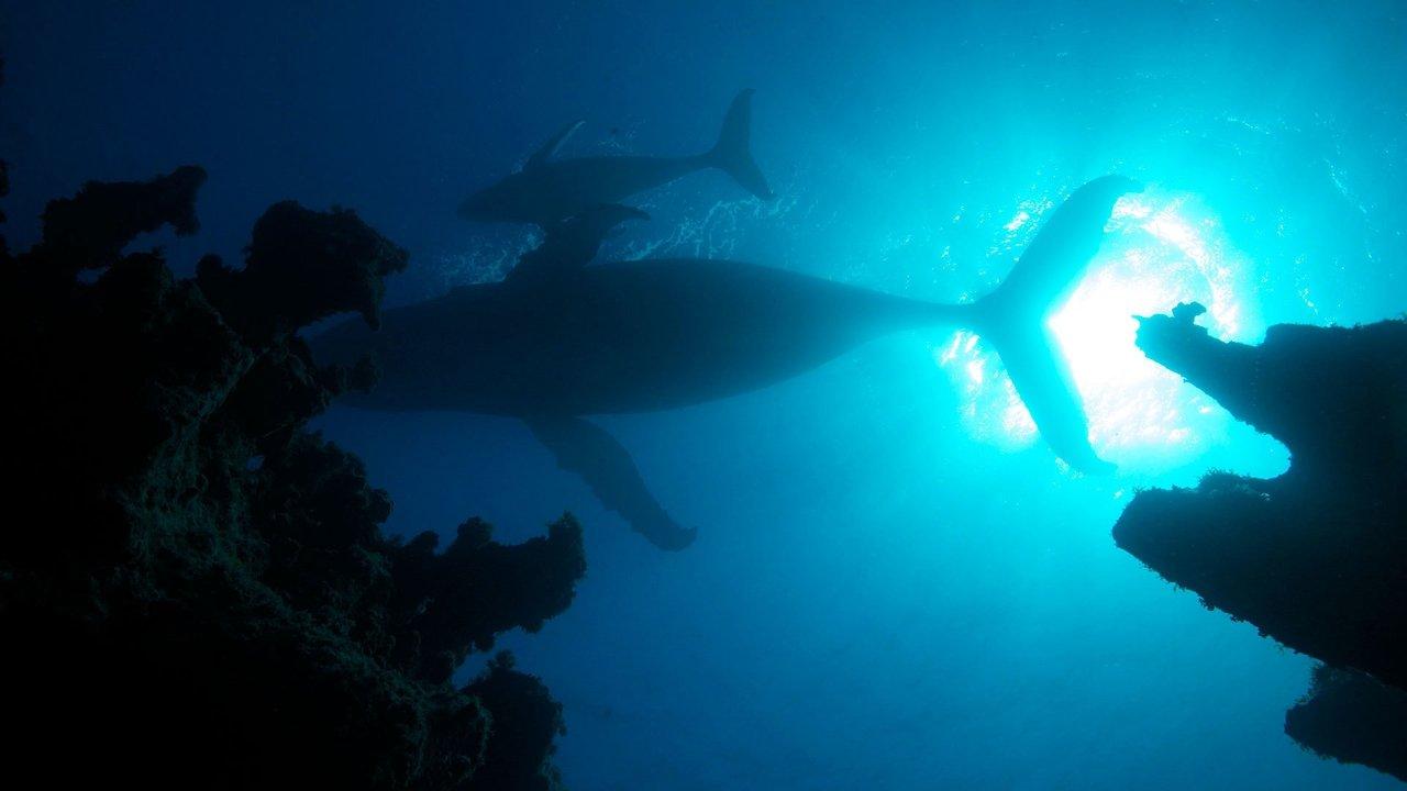 Atlantic: The Wildest Ocean on Earth backdrop