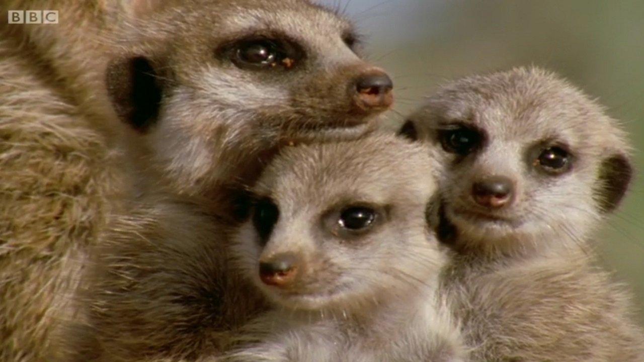 Animal Super Parents backdrop