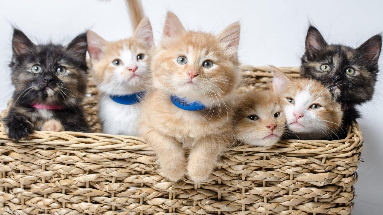 Too Cute backdrop
