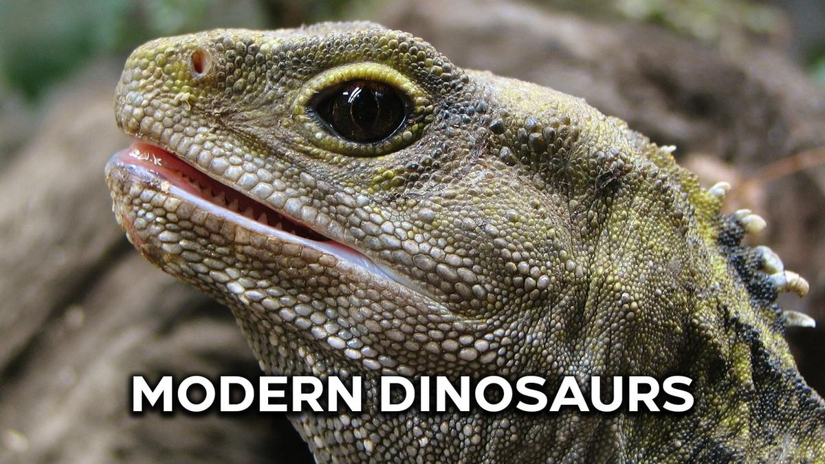 Modern Dinosaurs backdrop