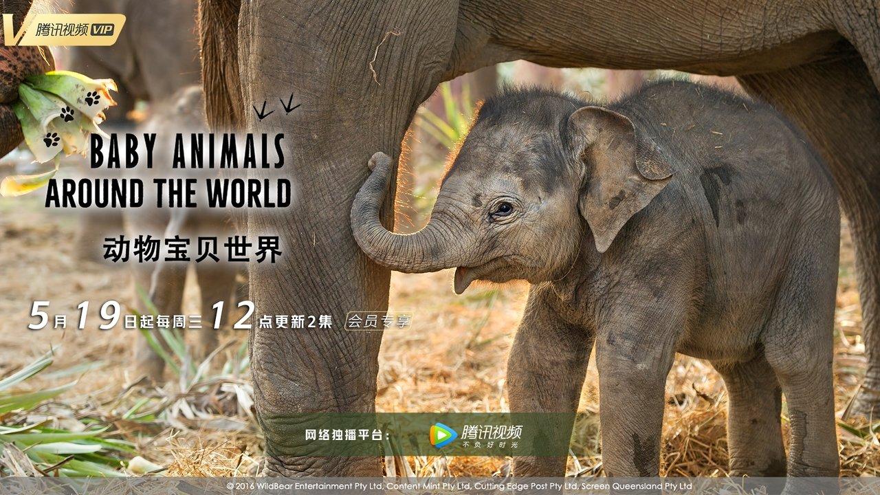 Baby Animals Around the World backdrop