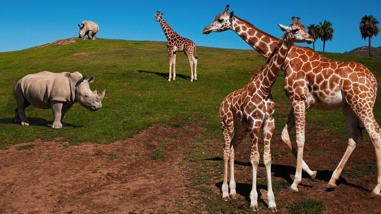 The Zoo: San Diego backdrop