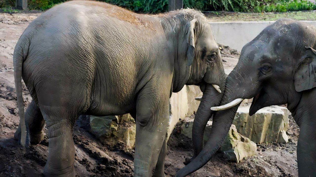 Het Echte Leven in de ZOO backdrop