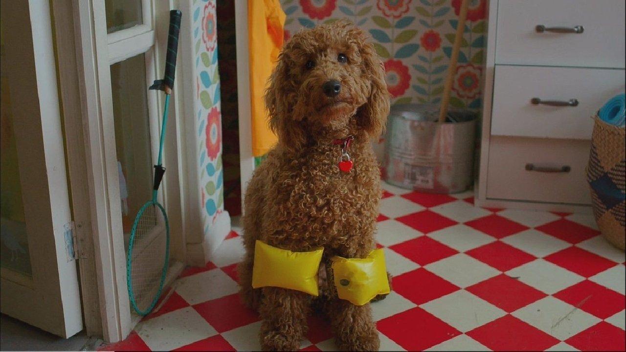 Waffle the Wonder Dog backdrop