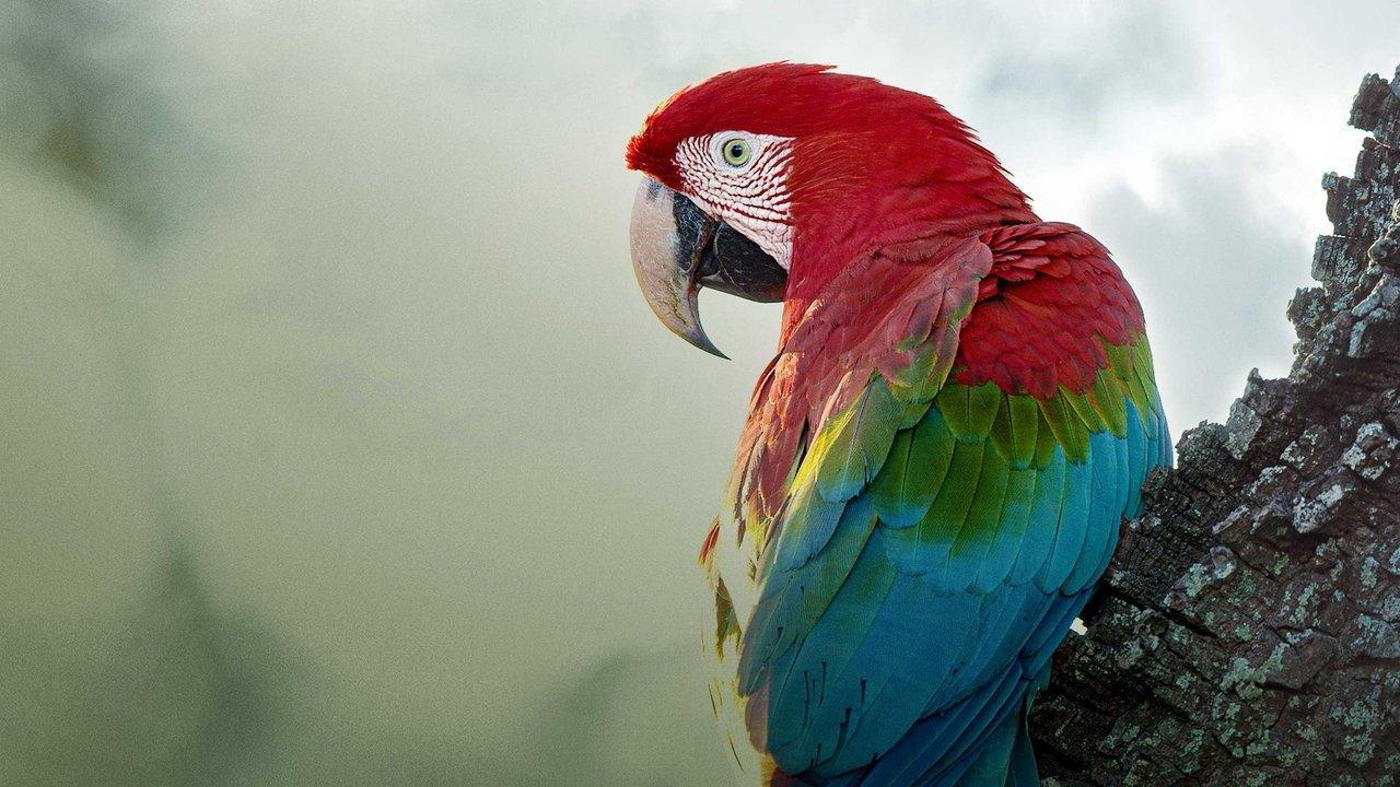 Brazil Untamed backdrop
