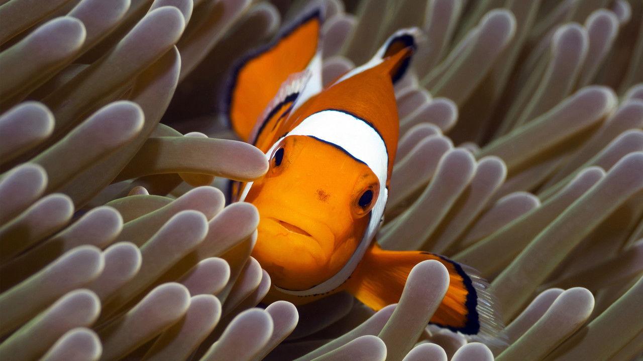 The Blue Planet backdrop