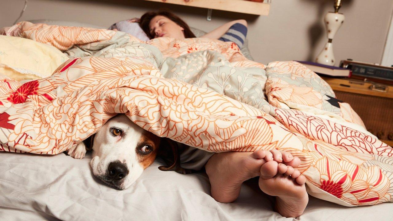 Downward Dog backdrop