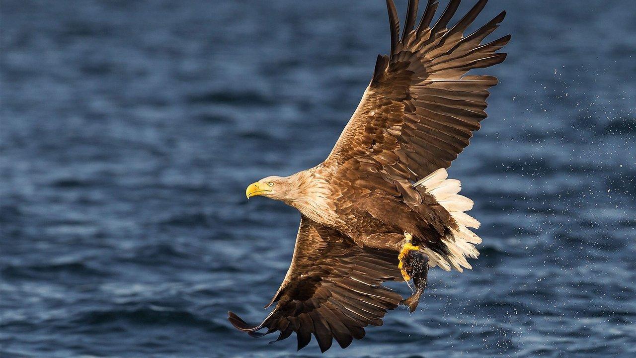 Turtle, Eagle, Cheetah: A Slow Odyssey backdrop