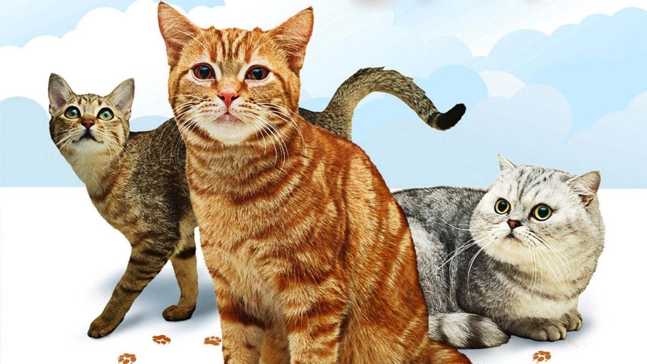 Cats 101 backdrop