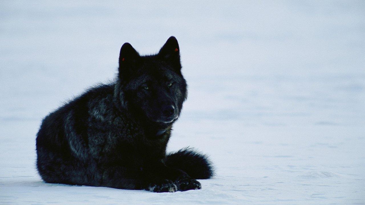 Yellowstone Wolf Dynasty backdrop