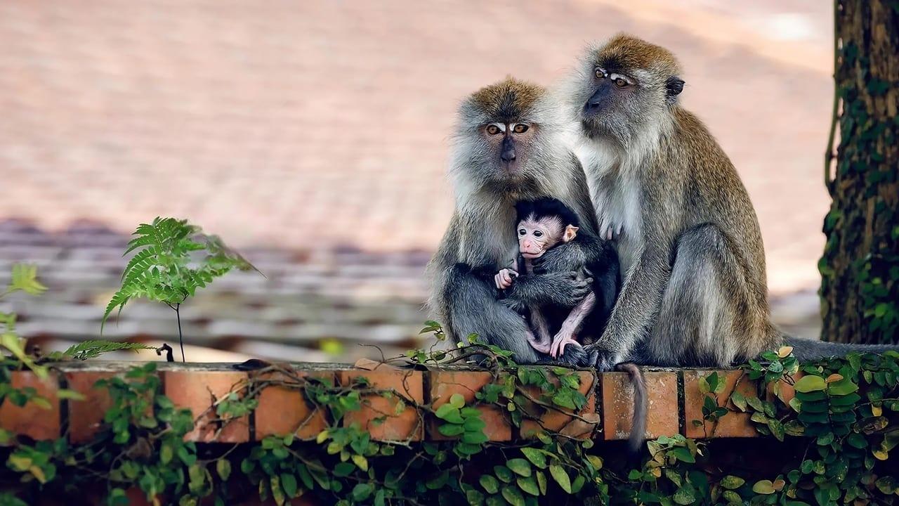 Macaque Island backdrop