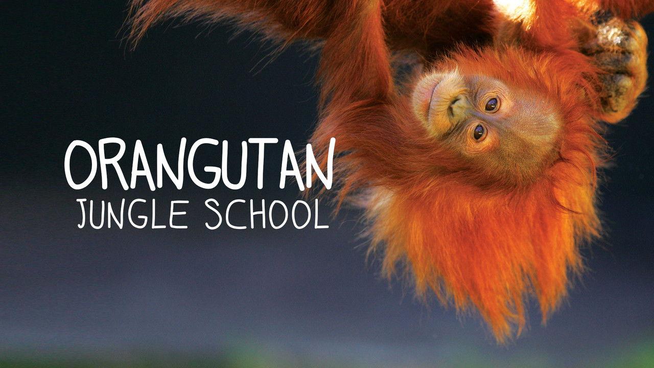 Orangutan Jungle School backdrop