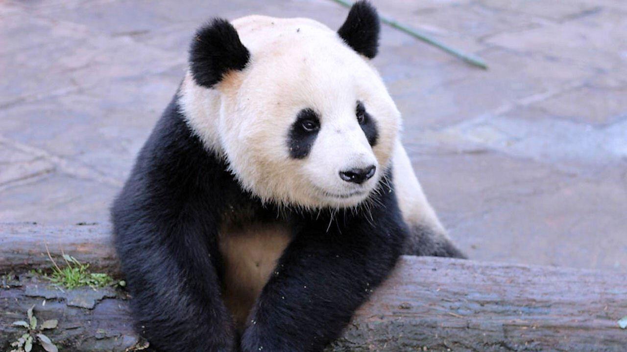 Wild About Pandas backdrop