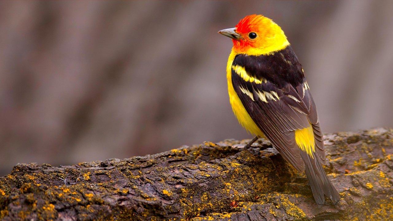 The National Geographic Guide to Birding in North America backdrop