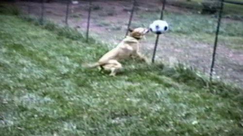 Funniest Pets & People Season 2 Episode 10 - Look What I Can Do