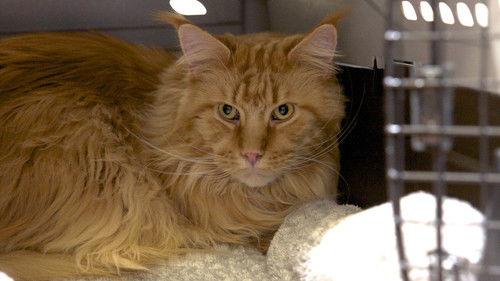 Hôpital vétérinaire Season 5 Episode 3 - Episode 3