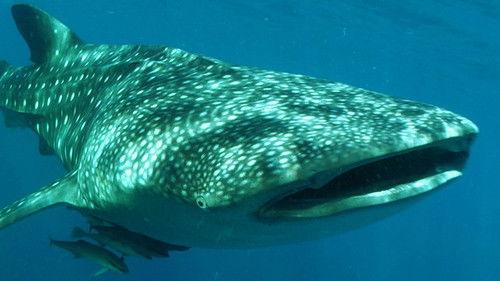 Wildest Islands of Indonesia Season 1 Episode 1 - Kingdom of Giants