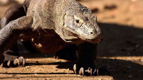 Natural World Season 31 Episode 4 - Komodo - Secrets of the Dragon