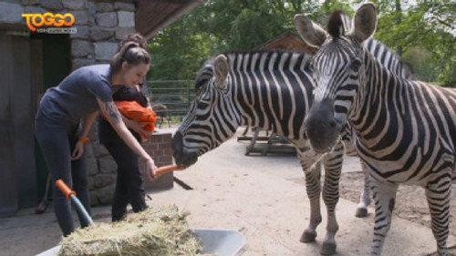 Woozle Goozle und die Weltentdecker Season 2 Episode 8 - Episode 8