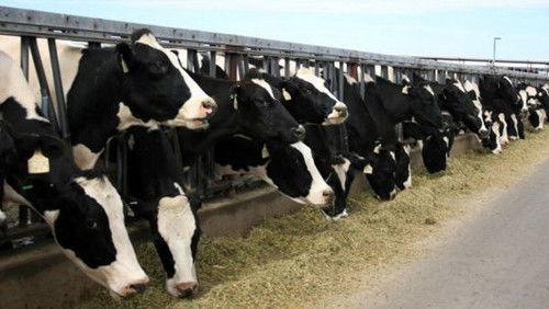 Background image for All Life is Sacred