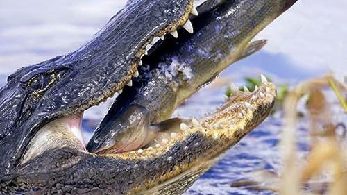 How Do Animals Do That? Season 1 Episode 4 - Puppy Dog Tails and Crocodile Jaws