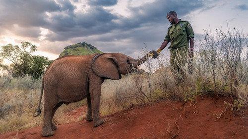 Nature Season 44 Episode 12 - Becoming Elephant: The Orphans of Reteti | Graduation Day