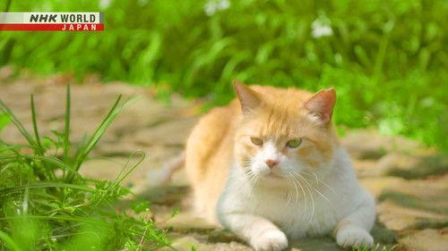 Magical Japanese Season 2 Episode 8 - Cat